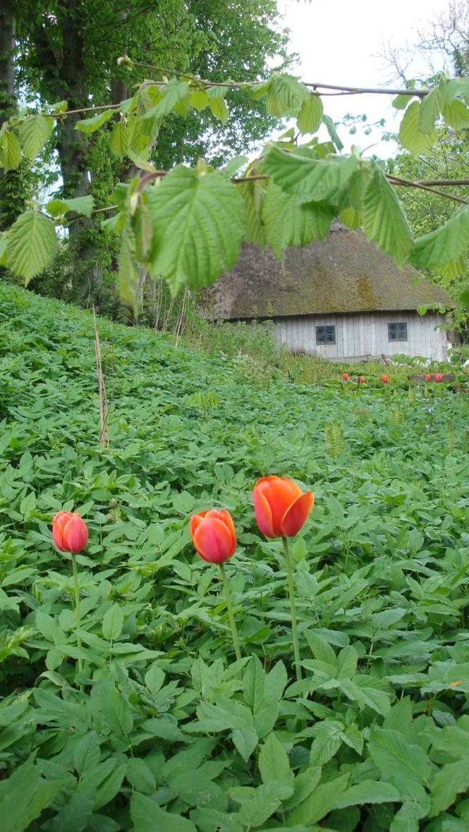 Lillemollens Bed & Breakfast Orbaek  Eksteriør billede